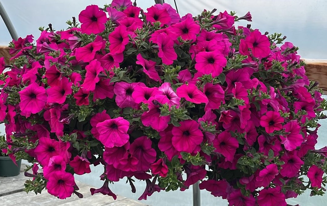 Hanging Baskets & Potted Plants